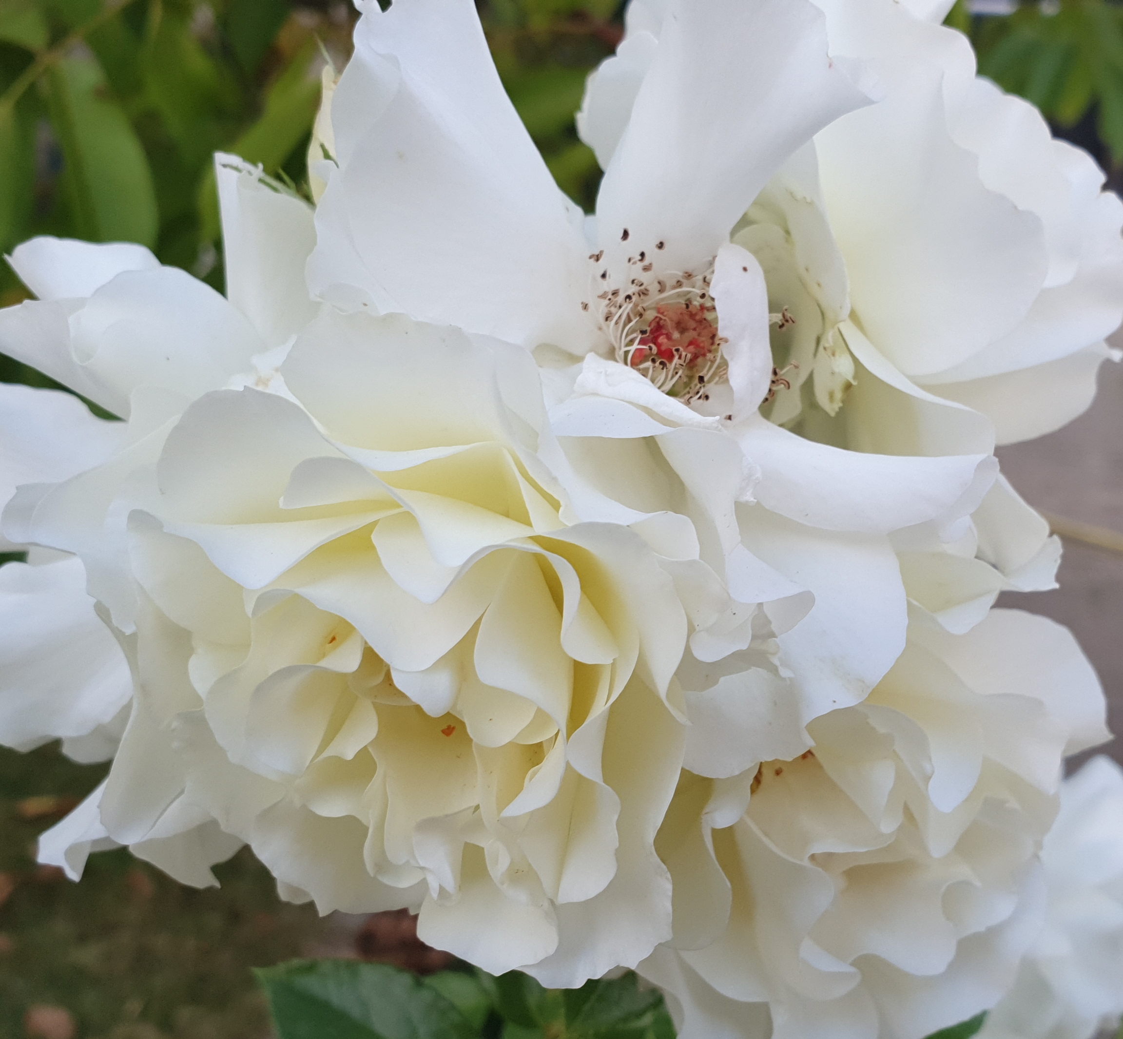 Gartenrose weiß